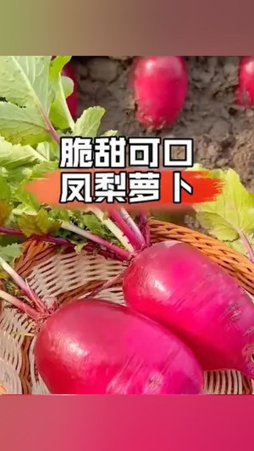 凤梨萝卜现在种秋天就能吃上了 水果萝卜 蔬菜种子 优质农产品 家庭种植 三农