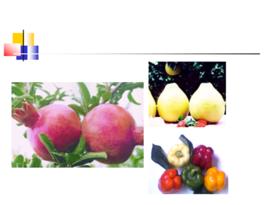 果品蔬菜贮藏运销学_1